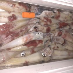 幸風（さちかぜ） 釣果