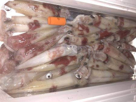 幸風（さちかぜ） 釣果