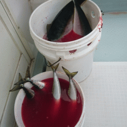 遊漁船ブルーウッズ 釣果