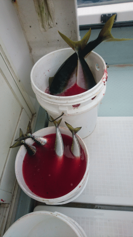 遊漁船ブルーウッズ 釣果