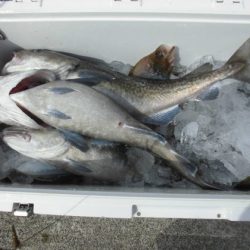 大進丸(新潟) 釣果