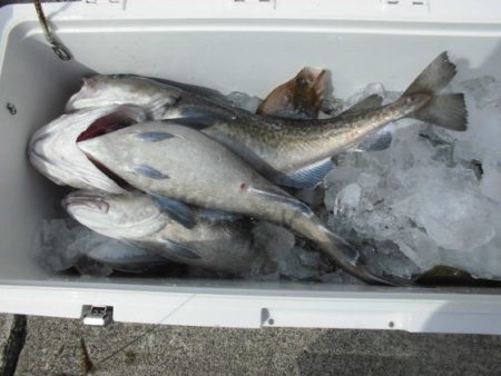 大進丸（新潟） 釣果