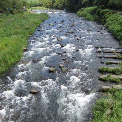 狩野川(狩野川漁業協同組合) 釣果