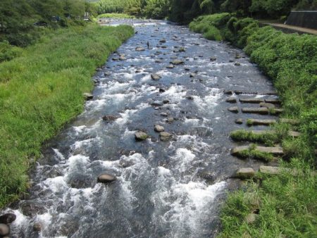 狩野川(狩野川漁業協同組合) 釣果