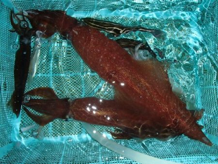 第二むつ漁丸 釣果