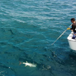 へいみつ丸 釣果