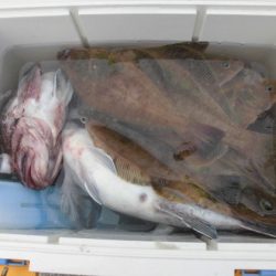 大進丸(新潟) 釣果