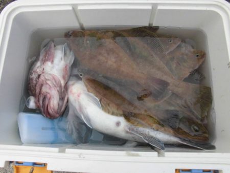 大進丸(新潟) 釣果