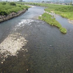 狩野川(狩野川漁業協同組合) 釣果