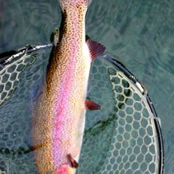 小菅トラウトガーデン 釣果