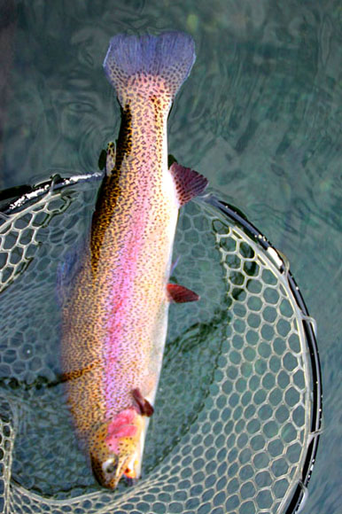 小菅トラウトガーデン 釣果