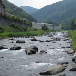 狩野川(狩野川漁業協同組合) 釣果