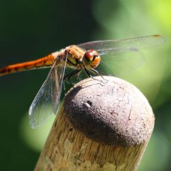 小菅トラウトガーデン 釣果
