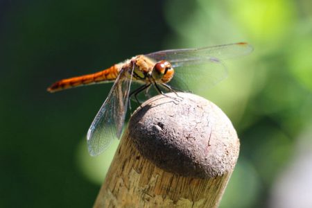 小菅トラウトガーデン 釣果