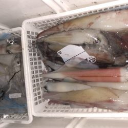 幸風（さちかぜ） 釣果