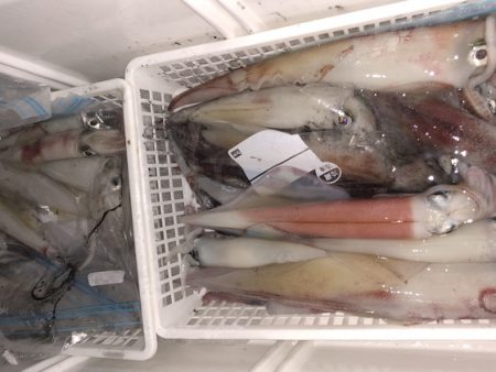 幸風（さちかぜ） 釣果