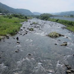 狩野川(狩野川漁業協同組合) 釣果