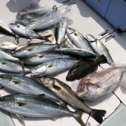 ふじしめ丸 釣果