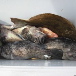 大進丸(新潟) 釣果