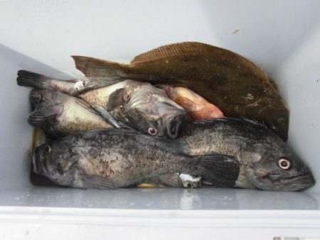 大進丸(新潟) 釣果