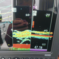 遊漁船ブルーウッズ 釣果