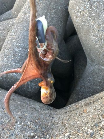 播磨オクトパッシング5