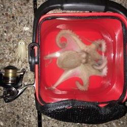 播磨オクトパッシング5