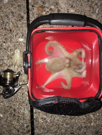 播磨オクトパッシング5