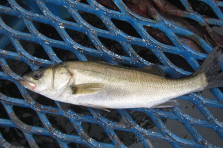 オリジナルメーカー海づり公園(市原市海づり施設) 釣果