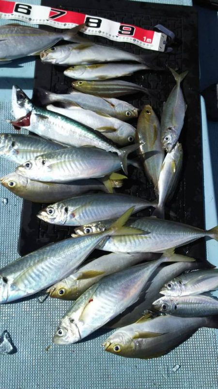 清和丸 釣果