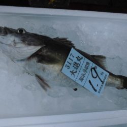 大進丸(新潟) 釣果