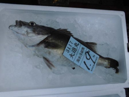 大進丸(新潟) 釣果