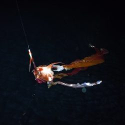 ＢｌｕｅＮｏｔｅ　Ｆｉｓｈｉｎｇ　Ｔａｘｉ 釣果