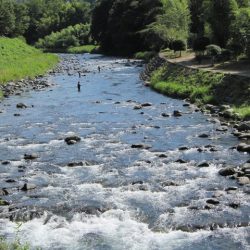 狩野川（狩野川漁業協同組合） 釣果