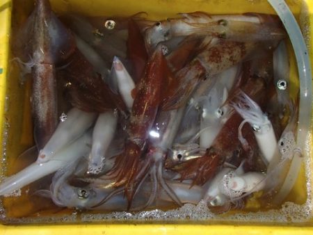 第二むつ漁丸 釣果