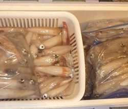 松福丸 釣果