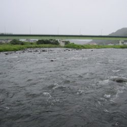 狩野川(狩野川漁業協同組合) 釣果