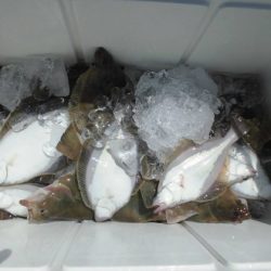 大進丸(新潟) 釣果