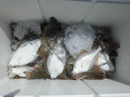 大進丸(新潟) 釣果