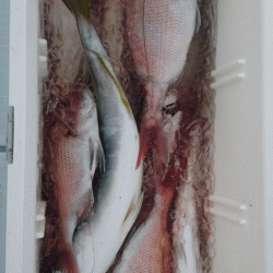 遊漁船ブルーウッズ 釣果