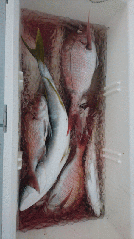 遊漁船ブルーウッズ 釣果