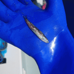 遊漁船ブルーウッズ 釣果