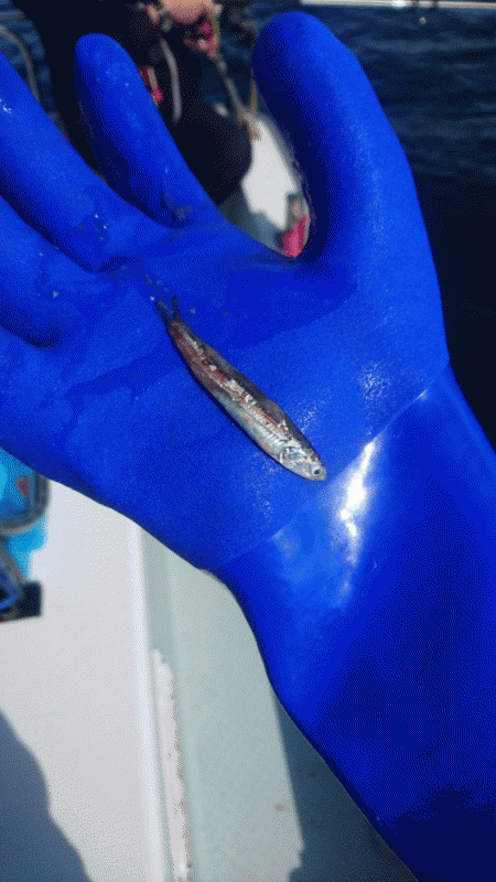 遊漁船ブルーウッズ 釣果