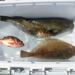 大進丸(新潟) 釣果