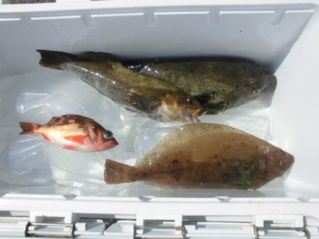 大進丸(新潟) 釣果