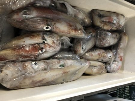 幸風（さちかぜ） 釣果