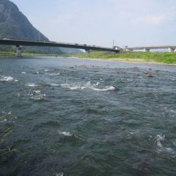 狩野川(狩野川漁業協同組合) 釣果