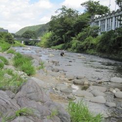 狩野川(狩野川漁業協同組合) 釣果