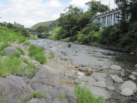 狩野川(狩野川漁業協同組合) 釣果