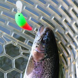 小菅トラウトガーデン 釣果